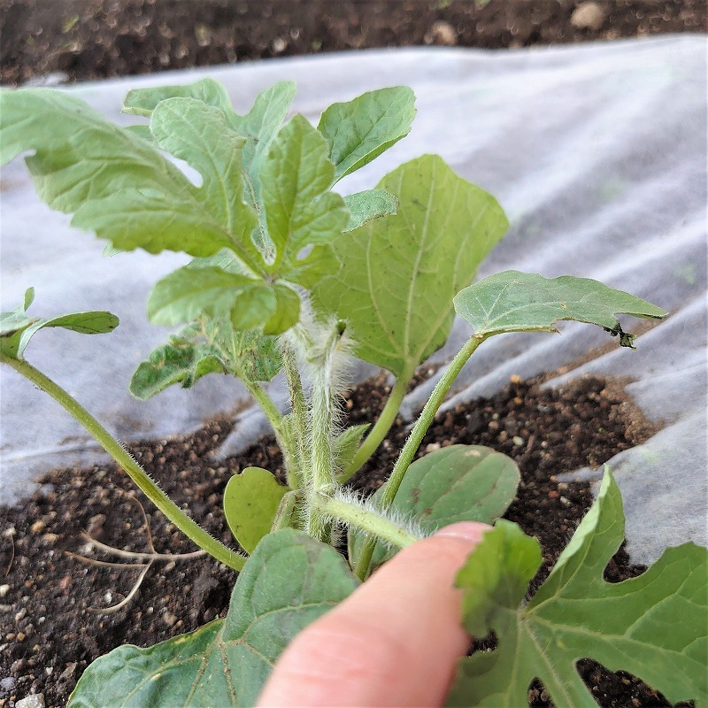 赤とんぼ畑の夏野菜