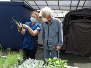 赤長ほうれん草