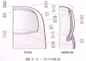 爪の構造