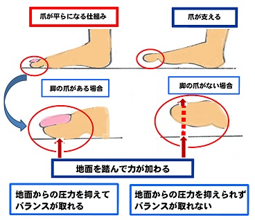 爪の役割2