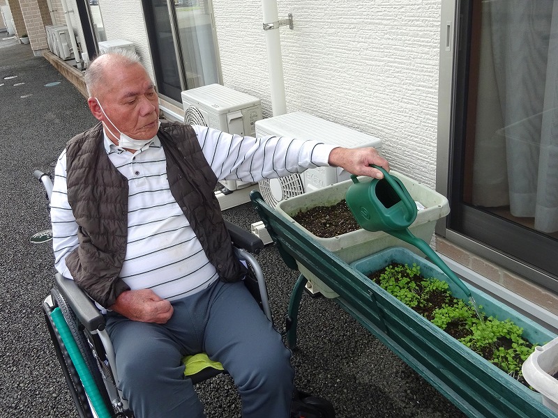 赤長ほうれん草