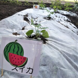 赤とんぼ畑の夏野菜