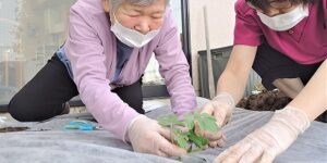 赤とんぼ畑の夏野菜