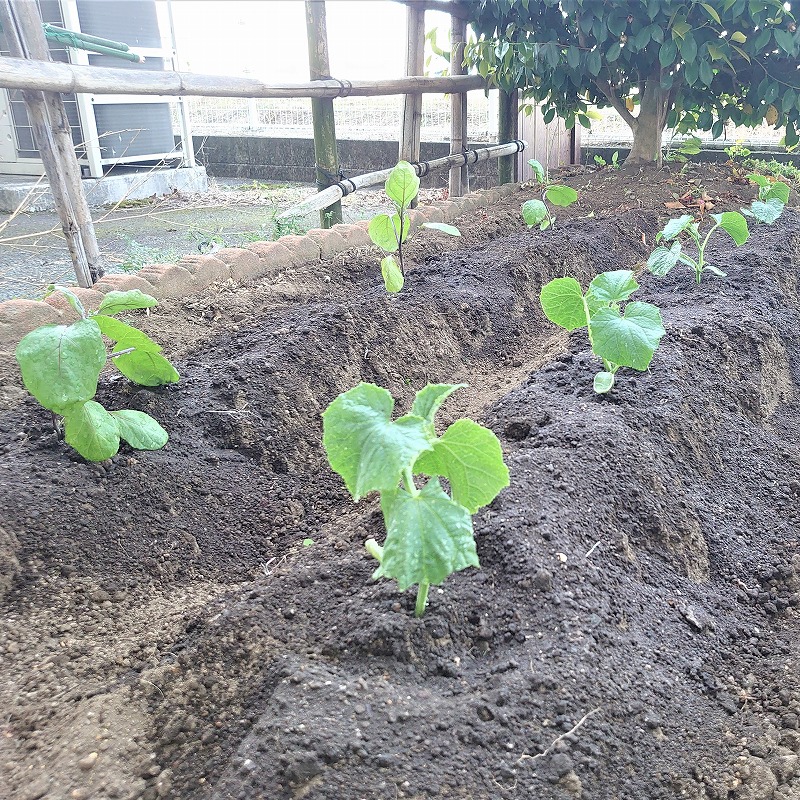 赤とんぼ畑の夏野菜