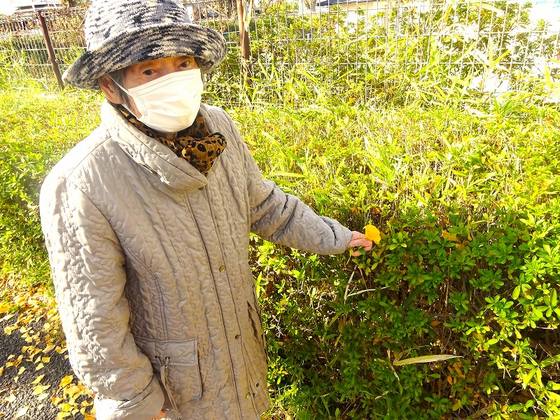 イチョウ並木（赤長）