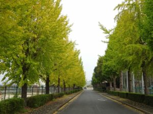 赤とんぼ長嶺銀杏