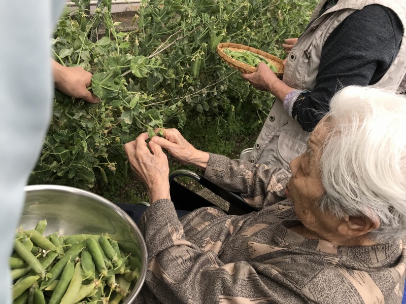 豆ごはん_収穫