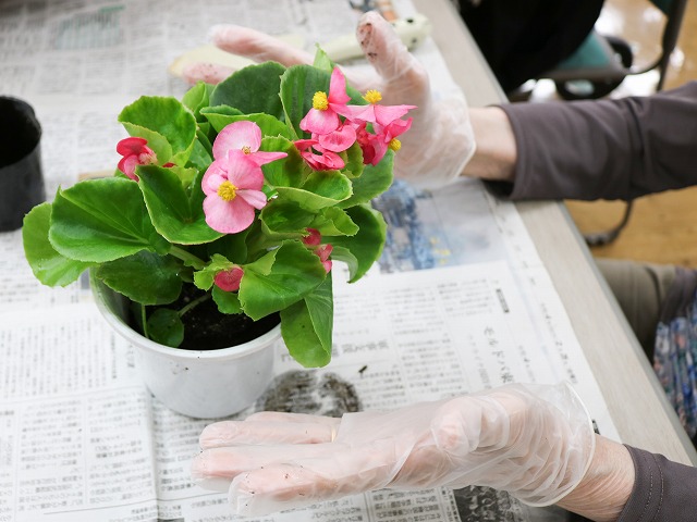 寄せ植え赤とんぼ