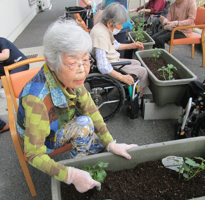 夏野菜菜園