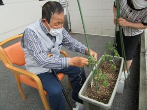 夏野菜菜園