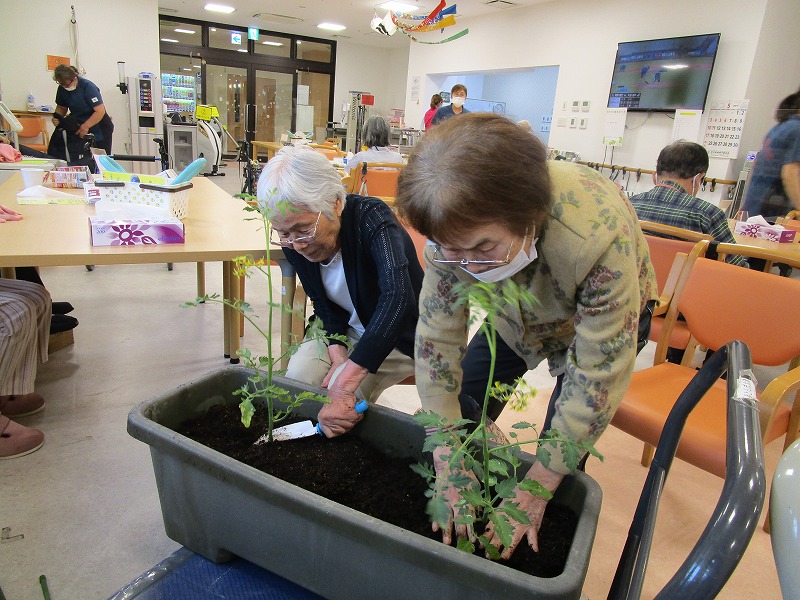 夏野菜菜園