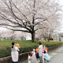 赤とんぼ保育園　お花見さんぽ