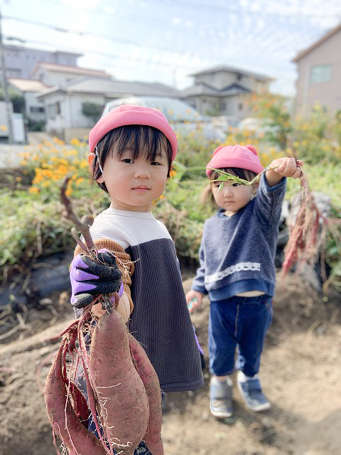 いもほり