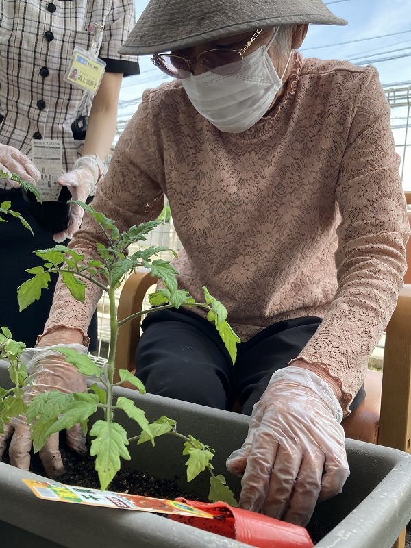 夏野菜菜園