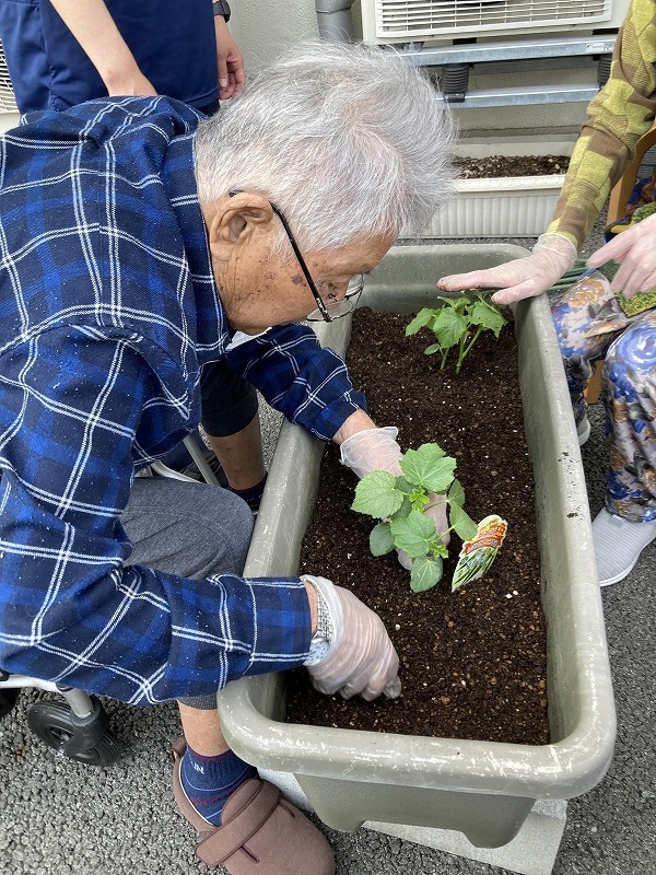 夏野菜菜園