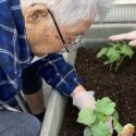 夏野菜菜園