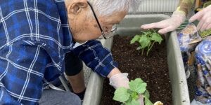夏野菜菜園
