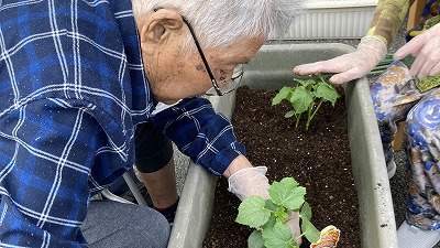 夏野菜菜園