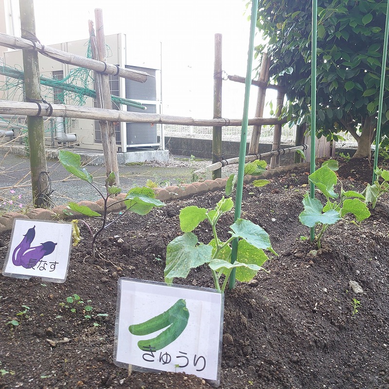 赤とんぼ畑の夏野菜