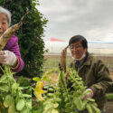 冬野菜を育てて味わう 大根収穫 アイキャッチ