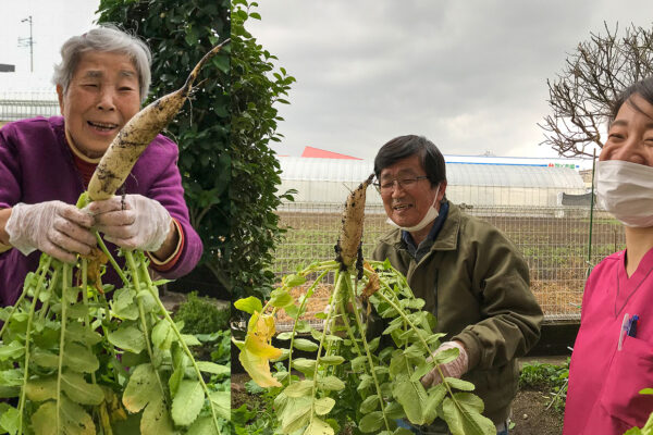 冬野菜を育てて味わう 大根収穫 アイキャッチ