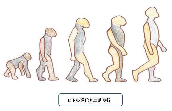 フットケア便り5. 歩行について1